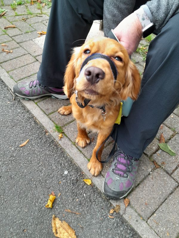 Dog looking at the camera